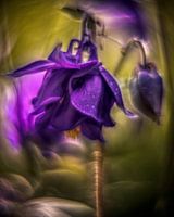 columbine