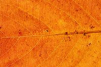 Gros plan d'une feuille d'automne jaune-orange