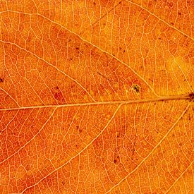 Close-up van een oranjegeel herfstblad van Michel Vedder Photography