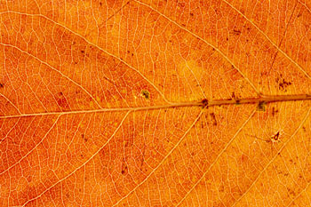 Close-up of an orange-yellow autumn leaf