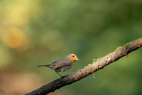 Roodborst op een tak