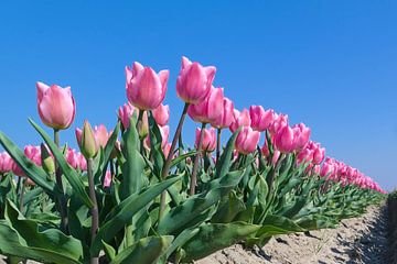 roze tulpen veld