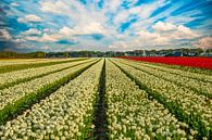 Tulpenfelder in den Niederlanden von Gert Hilbink Miniaturansicht