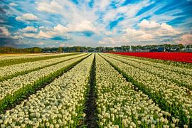 Champs de tulipes aux Pays-Bas