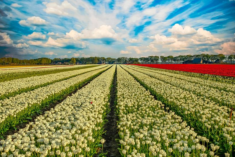 Tulpenfelder in den Niederlanden von Gert Hilbink