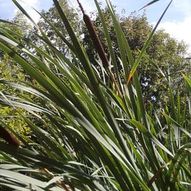 Reed Stem von Lyn Van Veldhoven