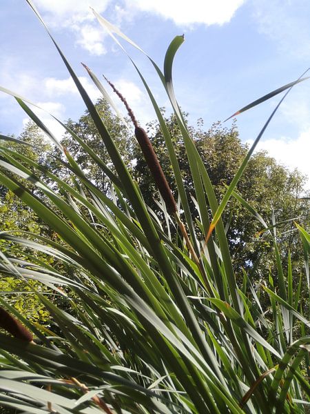 Reed Stem von Lyn Van Veldhoven