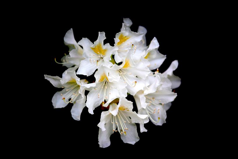 Rhododendron von Thomas Jäger
