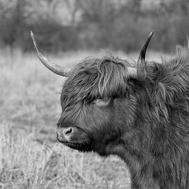Zwart-wit foto schotse hooglander van Mirthe Groen