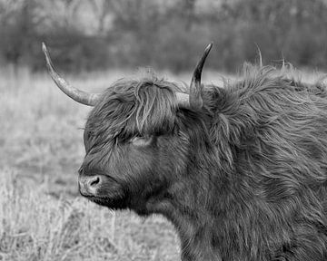 Zwart-wit foto schotse hooglander van Mirthe Groen