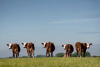 Blaarkop cows in the Dutch countryside