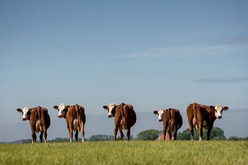 Blaarkop-Kühe in der niederländischen Landschaft
