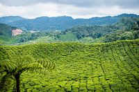 Tea Plantation Cameron Highlands