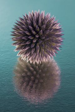 Paarse blauwe distelbol met abstracte reflectie van Marjolijn van den Berg