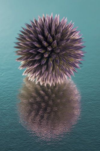 Paarse blauwe distelbol met abstracte reflectie