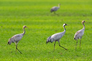 Kranichvögel beim Ausruhen und Füttern auf einem Feld während des Herbstzuges
