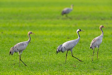 Kraanvogels rusten en eten in een veld tijdens de herfstmigratie