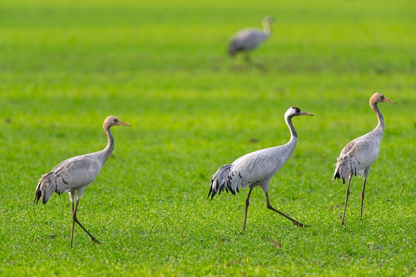 Kranichvögel beim Ausruhen und Füttern auf einem Feld während des Herbstzuges von Sjoerd van der Wal Fotografie