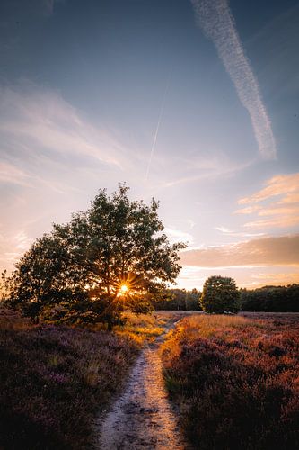Zonsondergang boven de bloeiende paarse heide