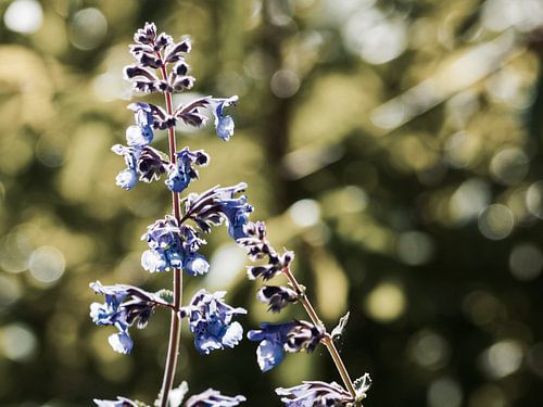 Kattenkruid in bloei