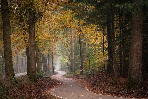 Het slingerende pad #1