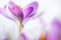 Spring!