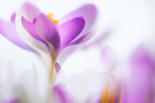 Spring!