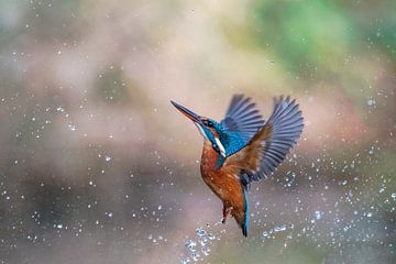 Eisvogel von Wilna Thomas