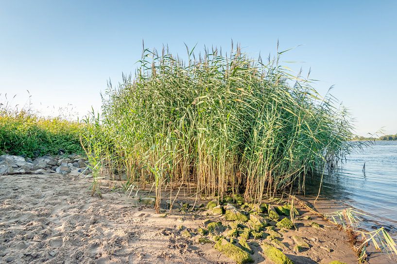 Blühende Reedanlagen auf Flussbank von Ruud Morijn