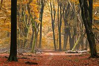 Waldweg im Herbst