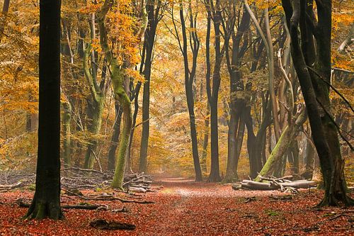 Forest path in autumn