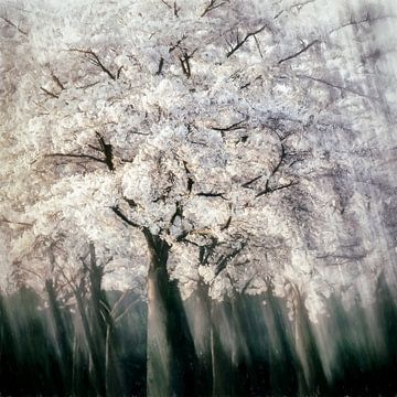 Blossom in Motion von Lars van de Goor