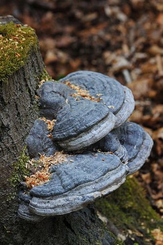 Echter Zunderpilz im Wald
