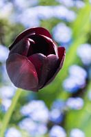 Tulip