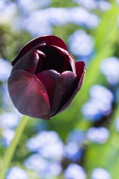 Tulpe von Manuel Declerck