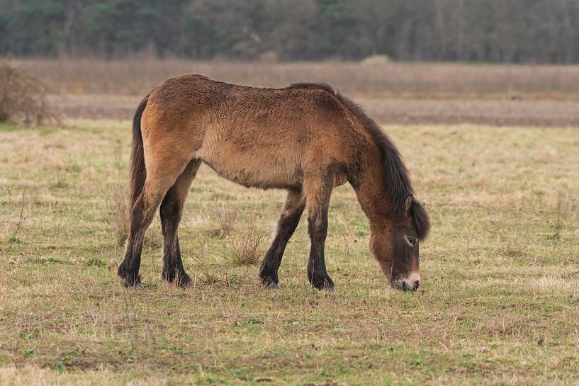 Exmoor Pony in de Maashorst van Merijn Loch