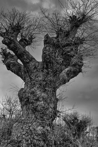oude knotwilg van jan van de ven