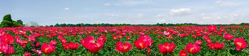 Peony spectacle