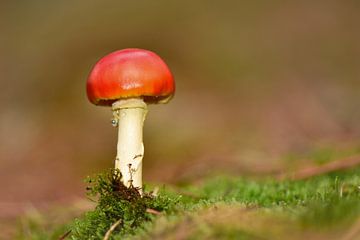 Orange mushroom