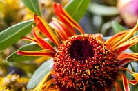 red flower - eye-catcher!