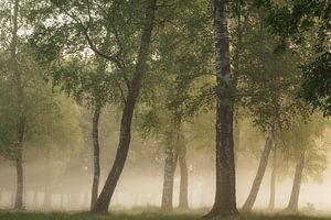 Erstes Licht