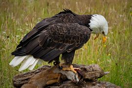 Bald eagle with prey by Rob Jansen