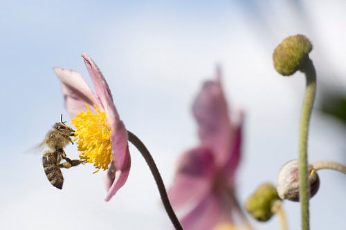 Bij op een zomerbloesem