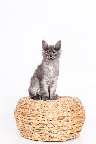 Chaton sur un pouf en osier
