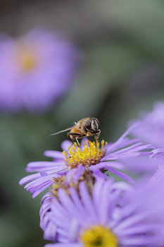 Parmi les asters (ici, un aster lilas)