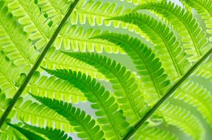 Fresh ( beautiful, diagonal composition of new fern leaves in different shades of green(