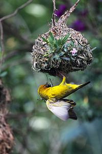 Kapweber (Ploceus capensis)