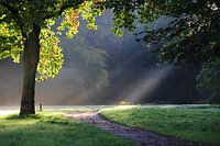 Early sunrays in the forest