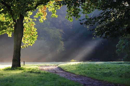 Frühe Sonnenstrahlen im Wald