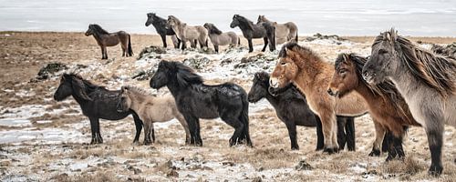 Icelandic horses in winter landscape.